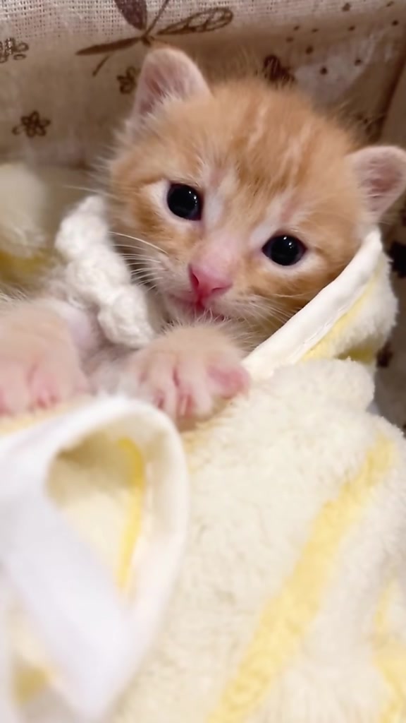 @catbosssss