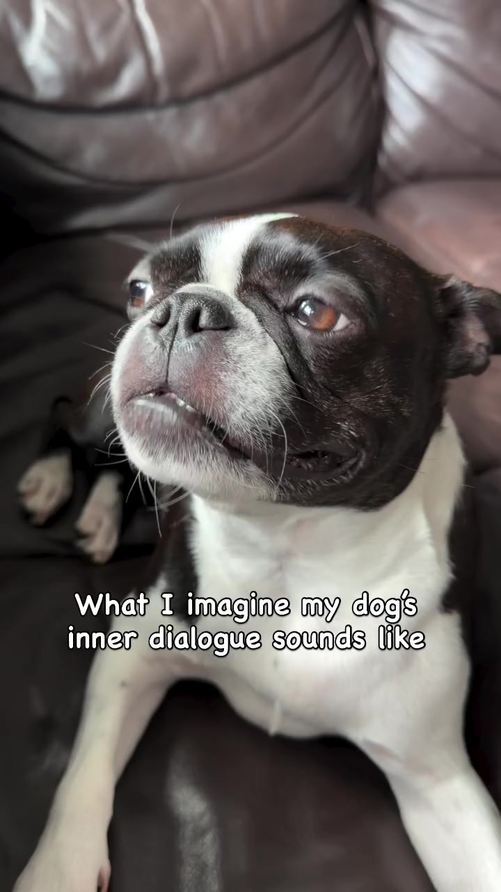 @boston.terrier.shop