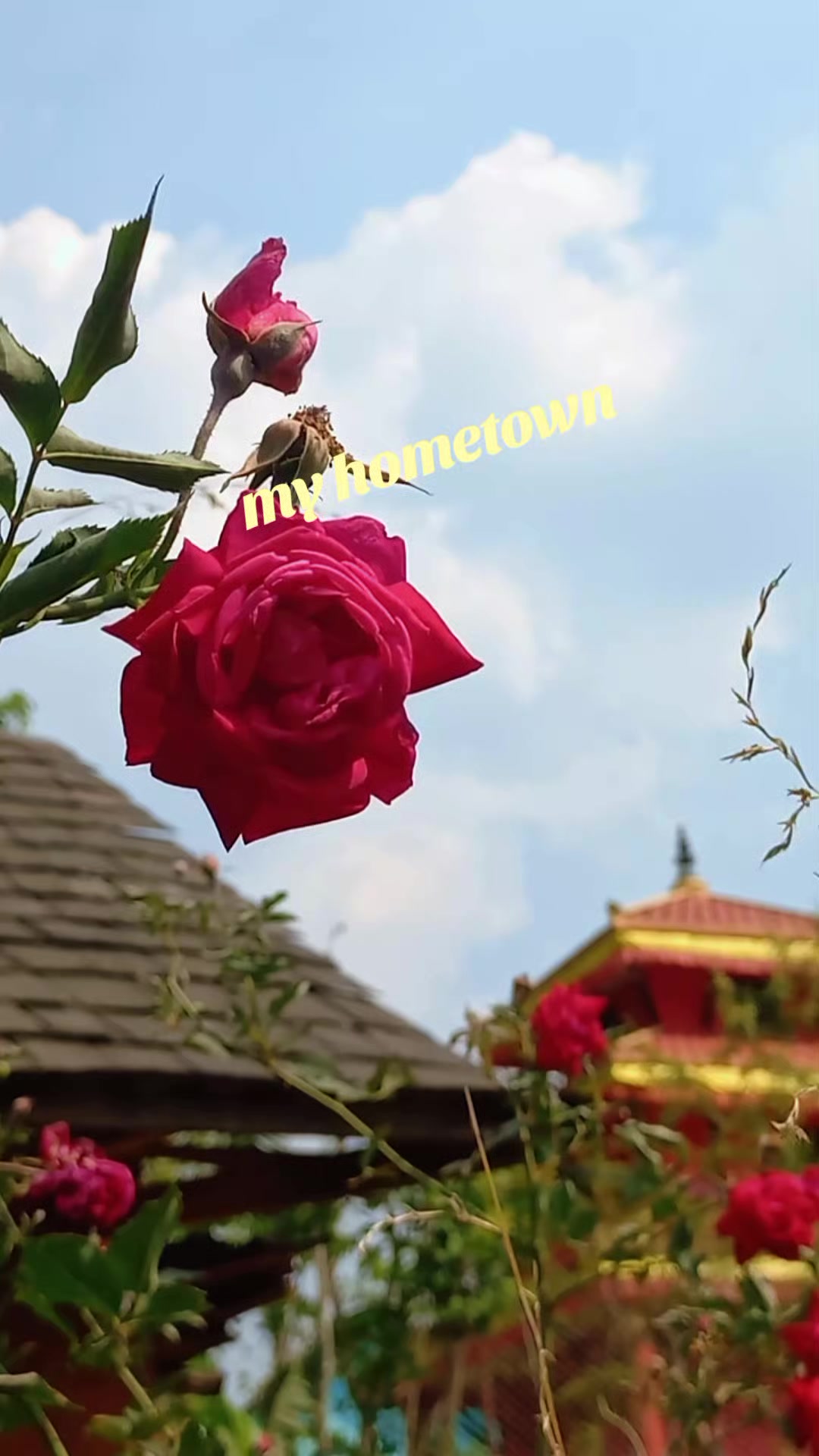 @Shrestha Damu