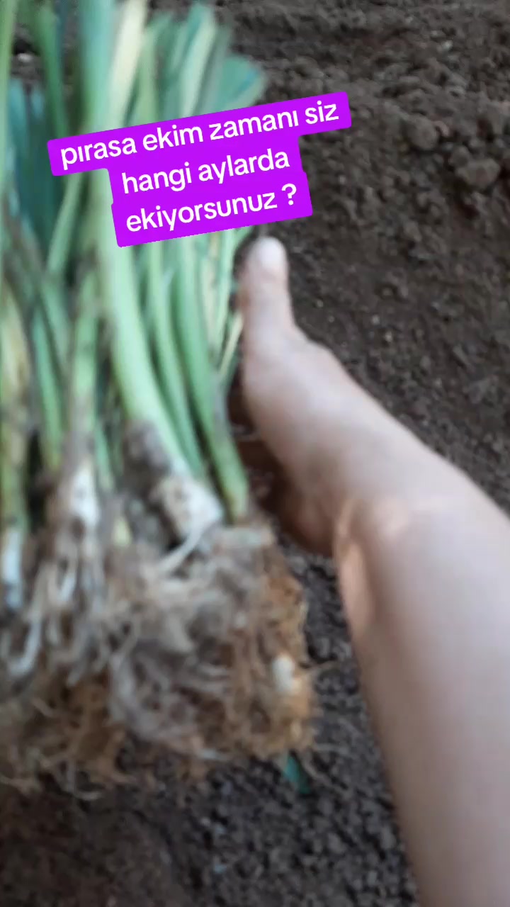 @🌼