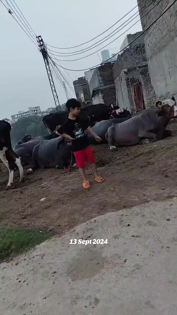 @🇲 🇦 🇱 🇮 🇰 ❤️
