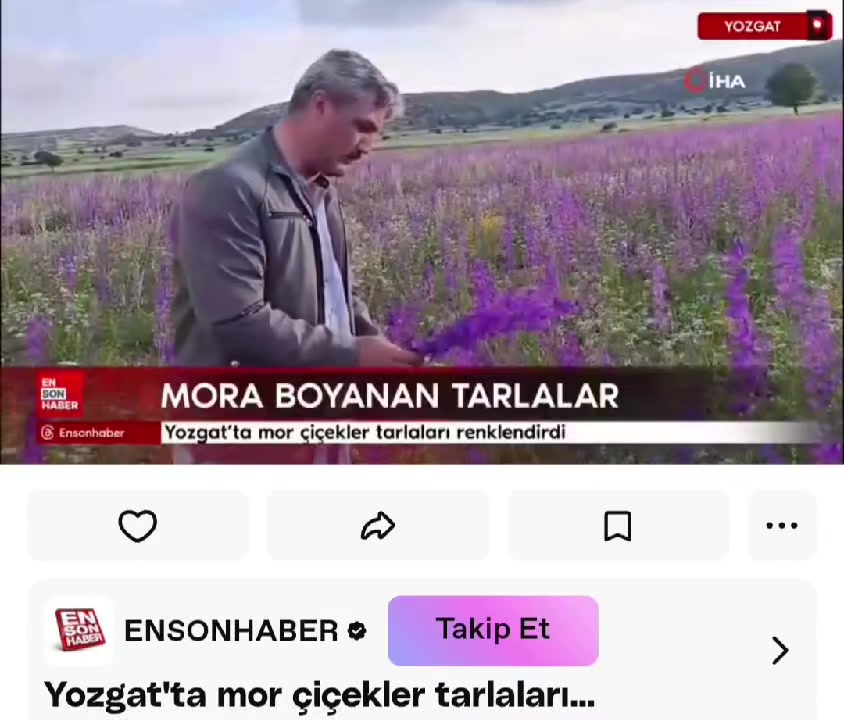 @mesut s&uuml;zener