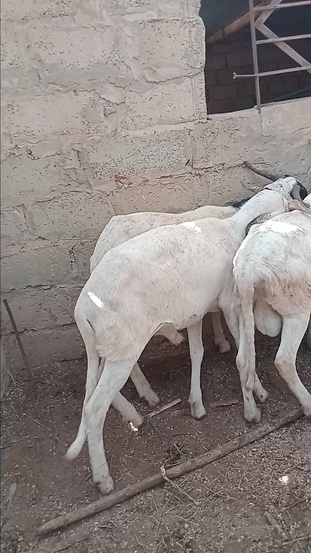 @Bergerie Soundiata Keita🐏🐑