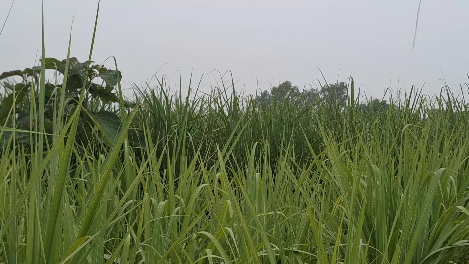 @yadavkamlesh261