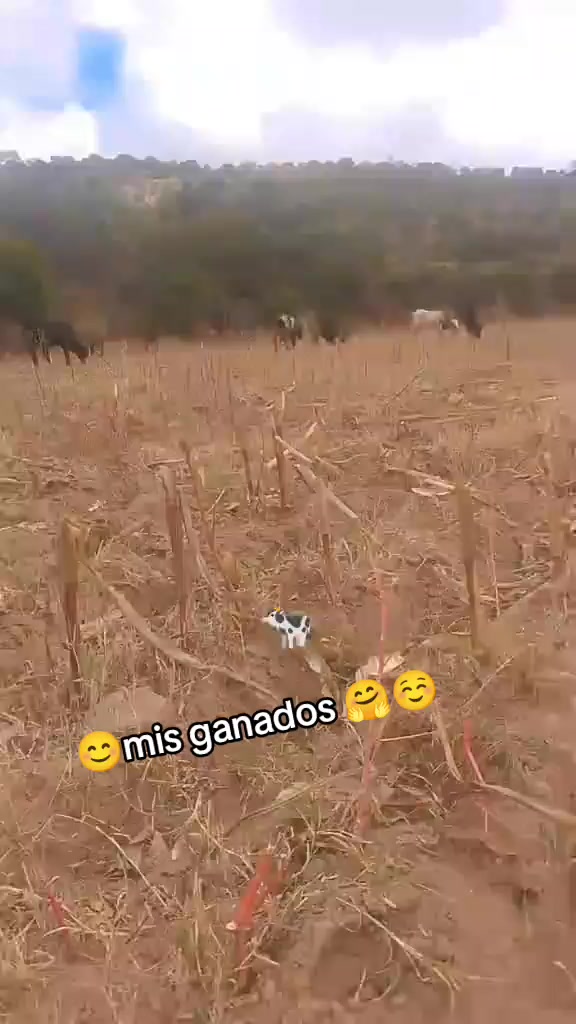 @🐄🌾MARTHA BARON🇧🇴