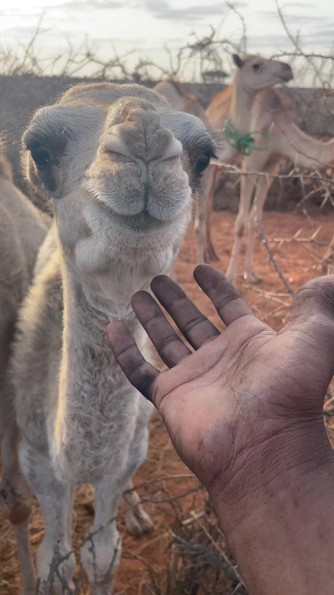@Abdifitah
