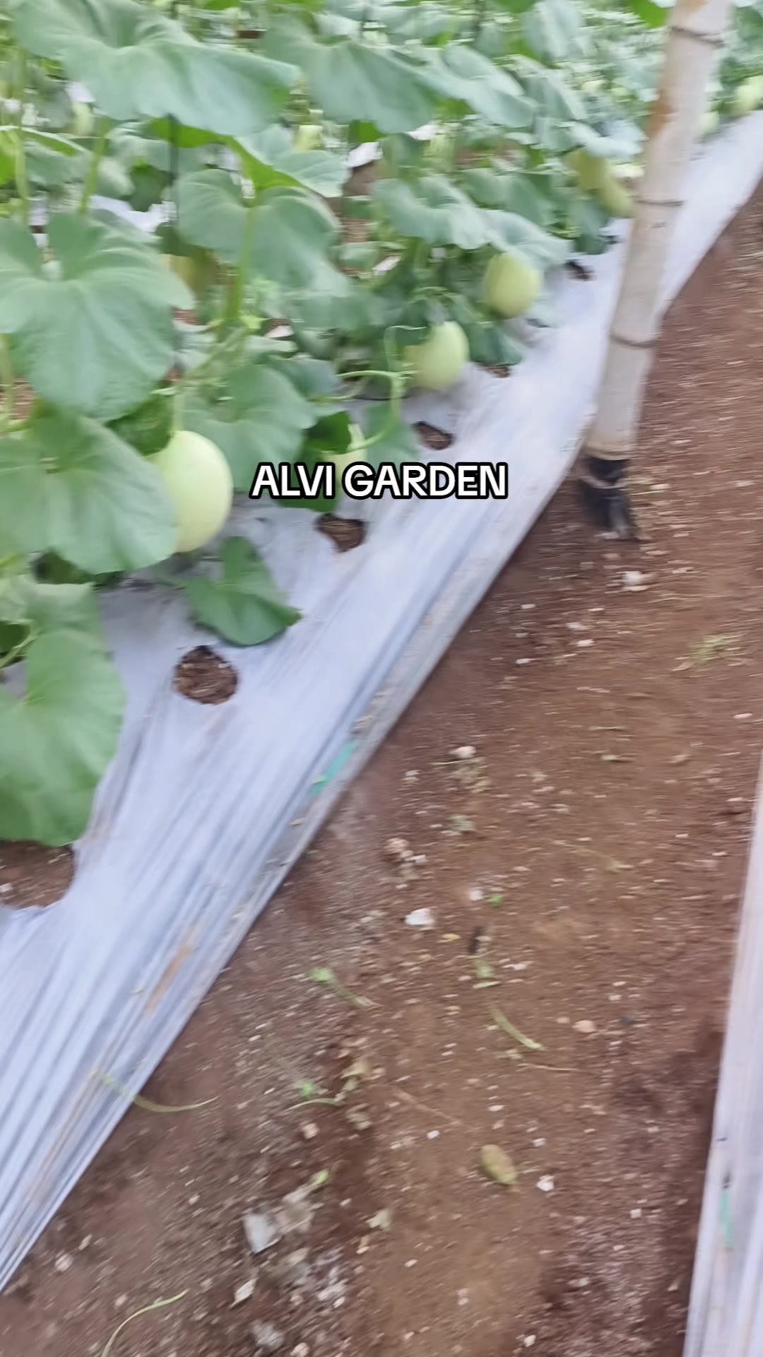 @Alvi Garden