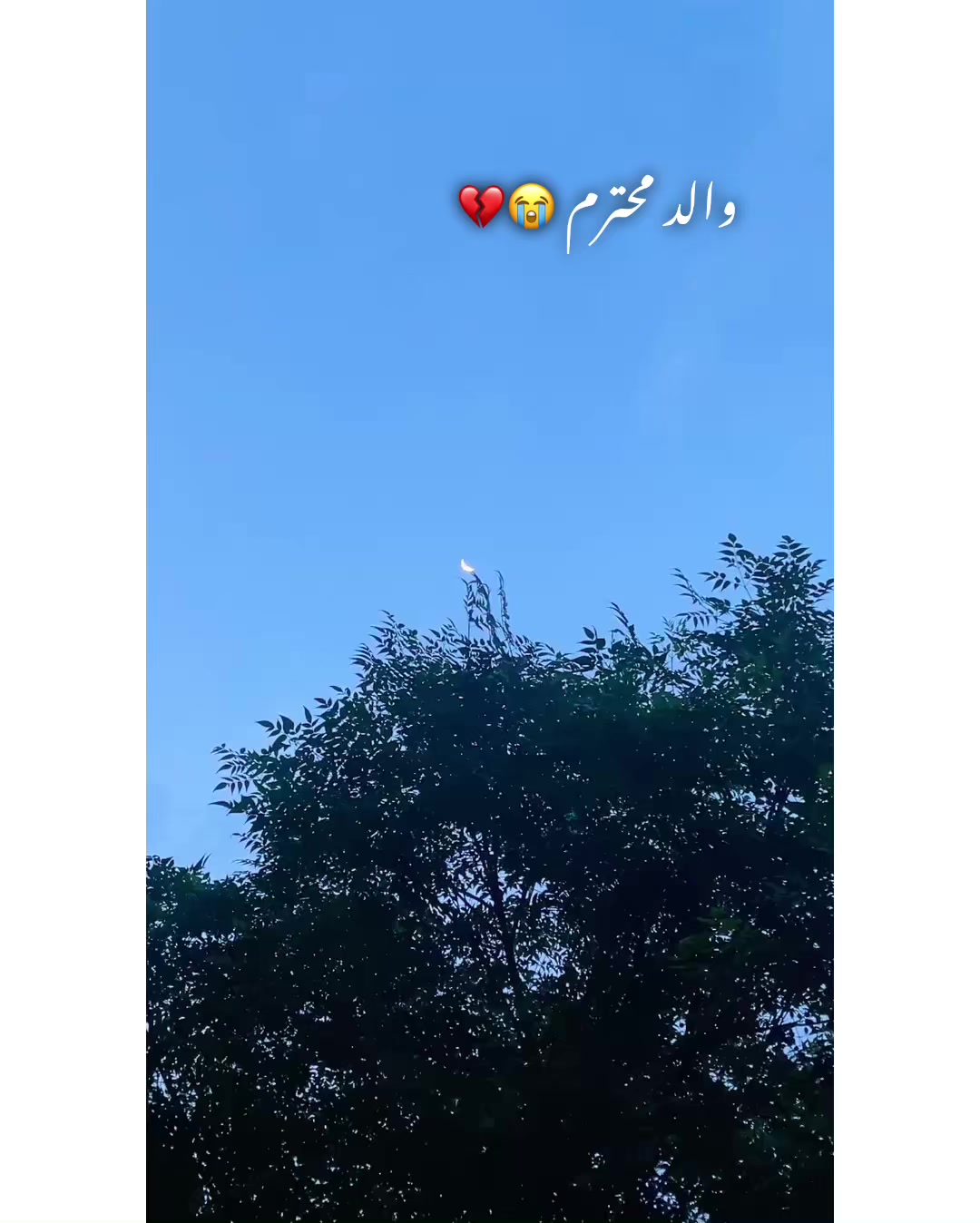 @⚜️𝐊𝐇𝐎𝐊𝐇𝐀𝐑❤️🩹