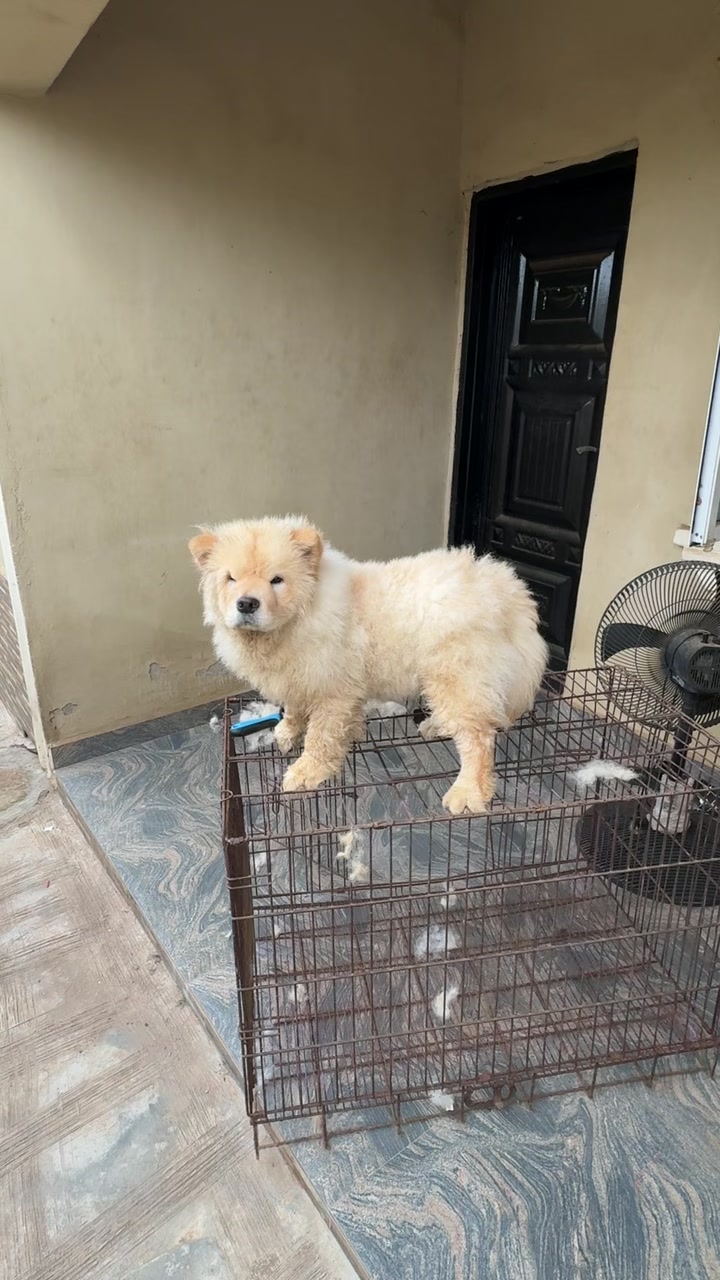@dognaire