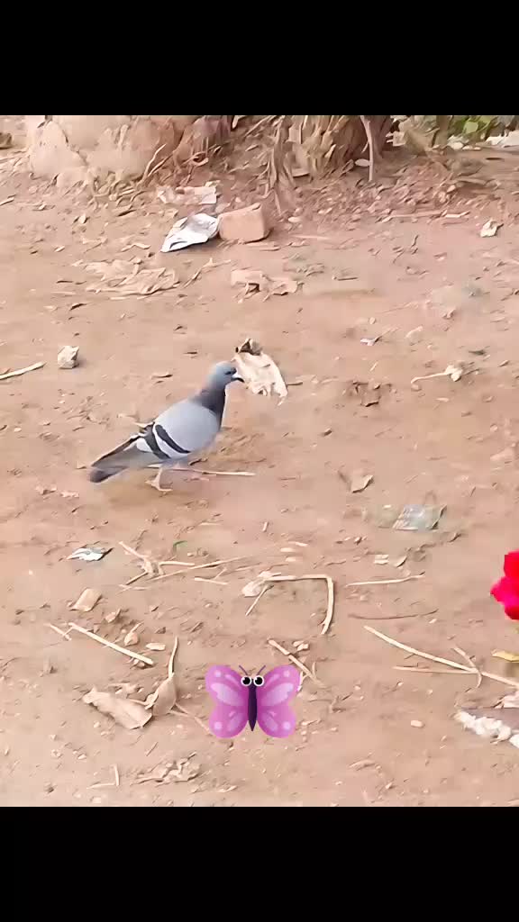 @❤️❤️❤️নীল আকাশের নীল ❤️❤️❤️