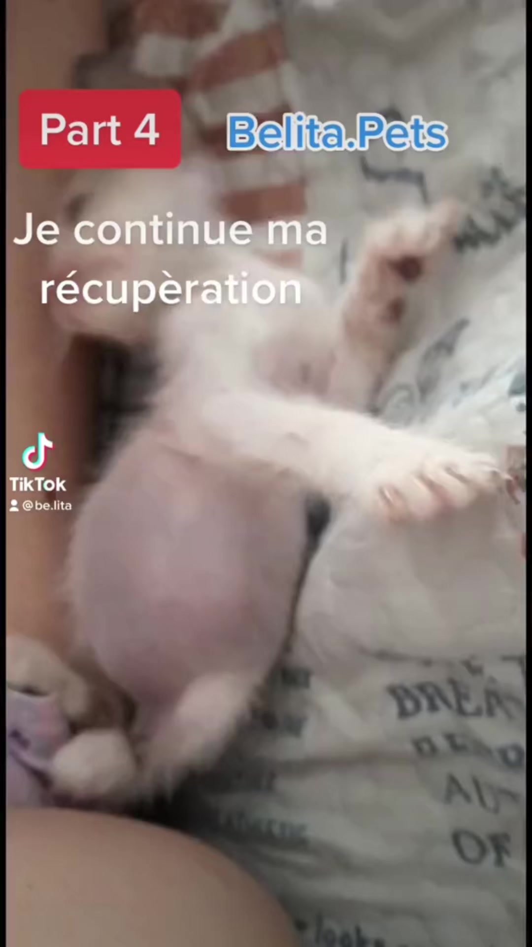 @BelitaPets
