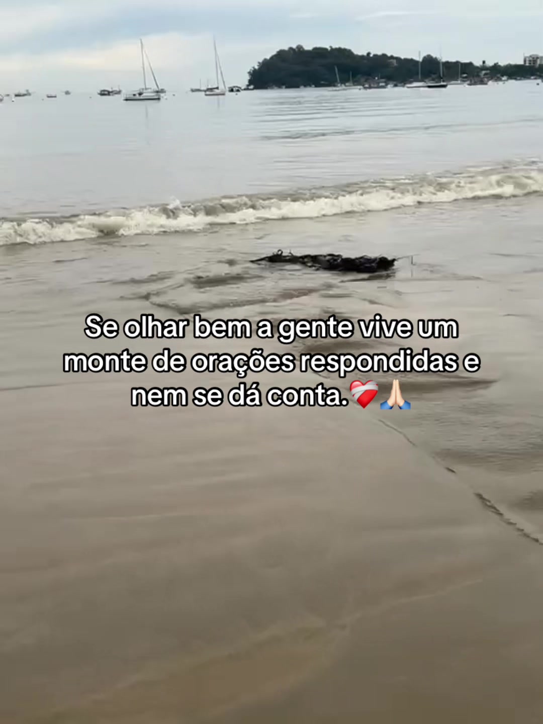 @kauane castanho🐼