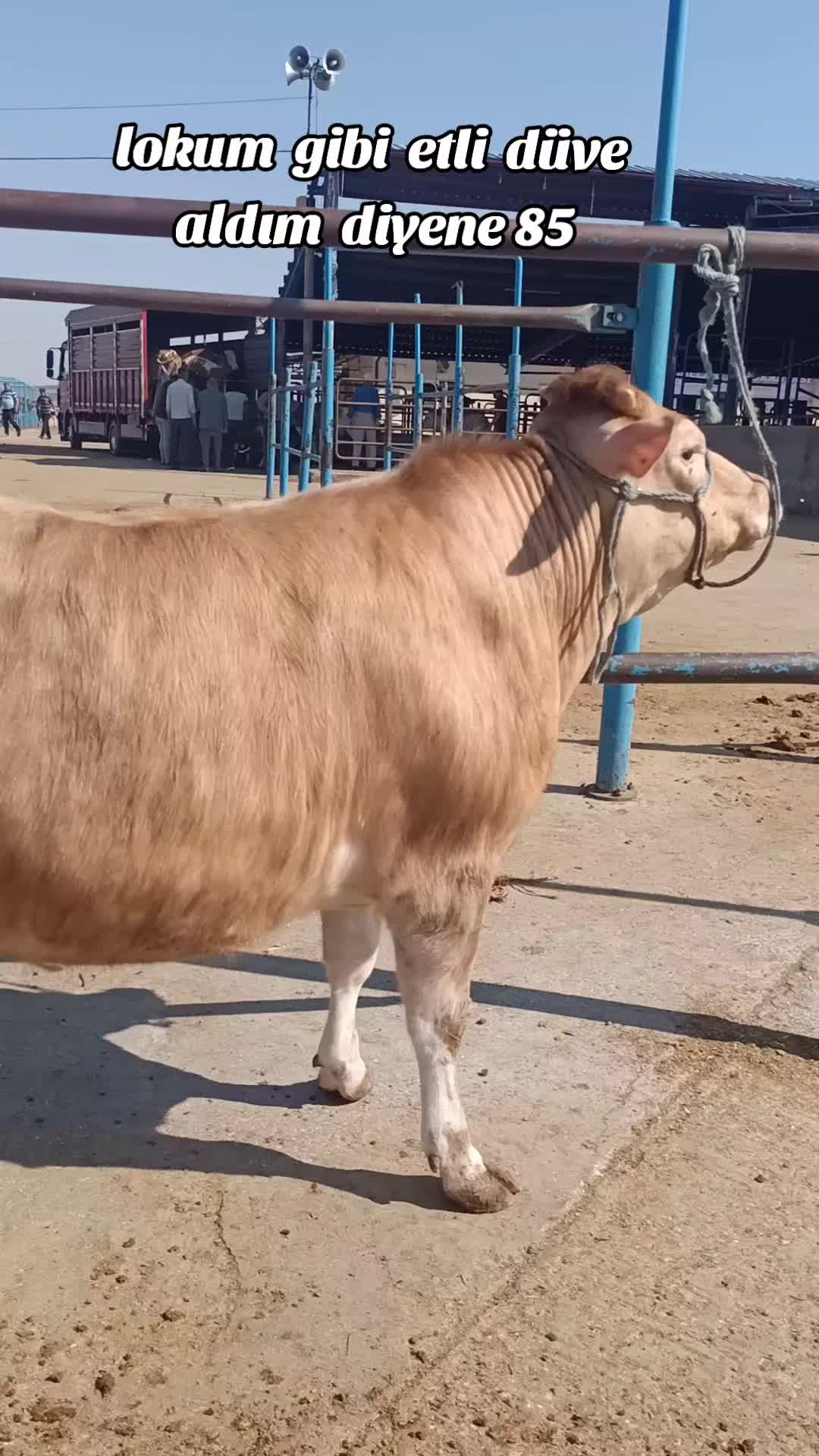 @Ali Özok