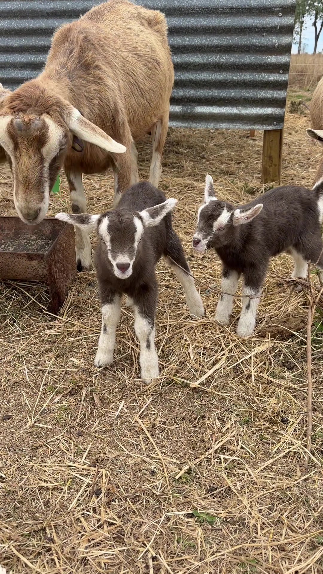 @Thegoatfather