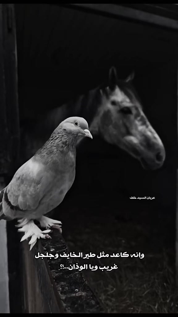 @عـــريـــان الـــسيد خلـــف
