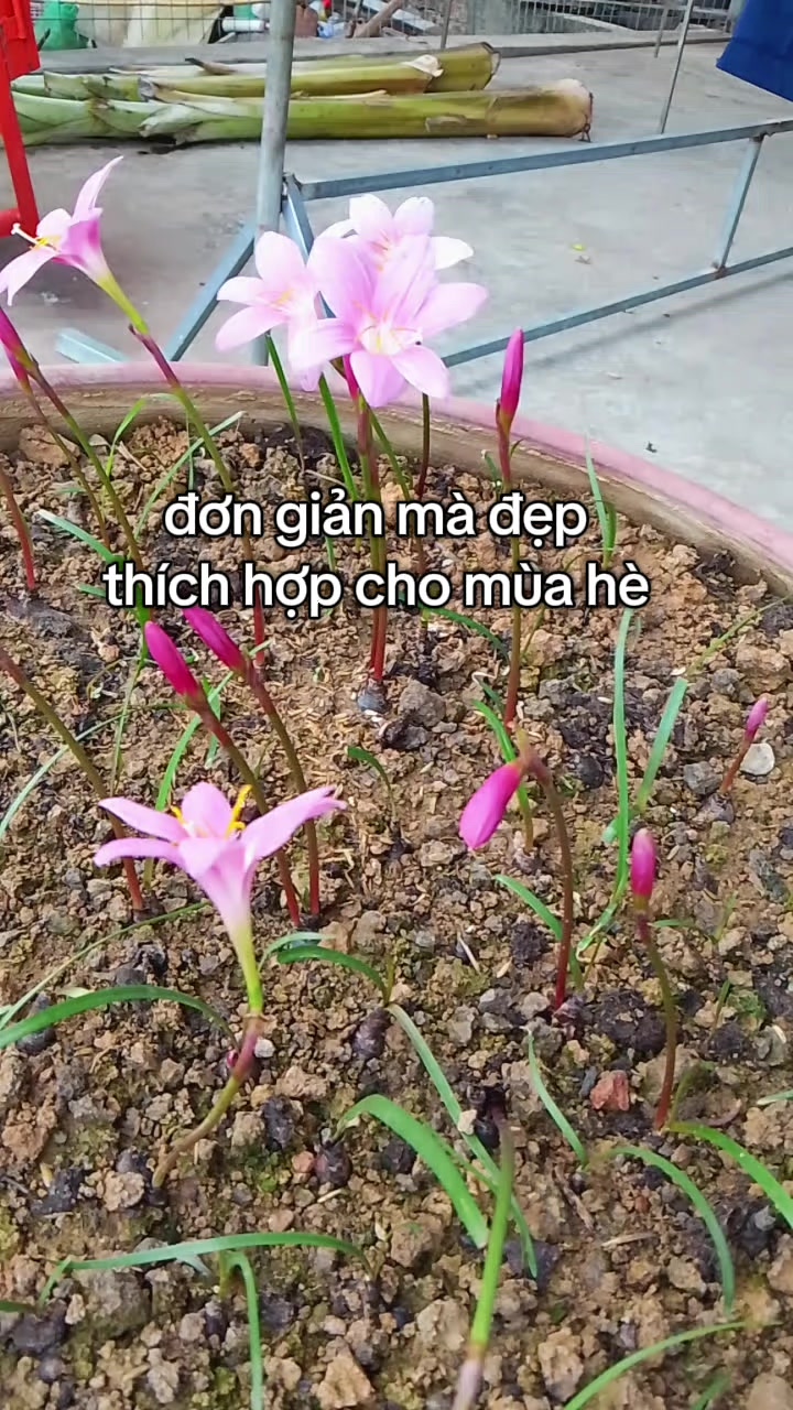 @Lúa Mì