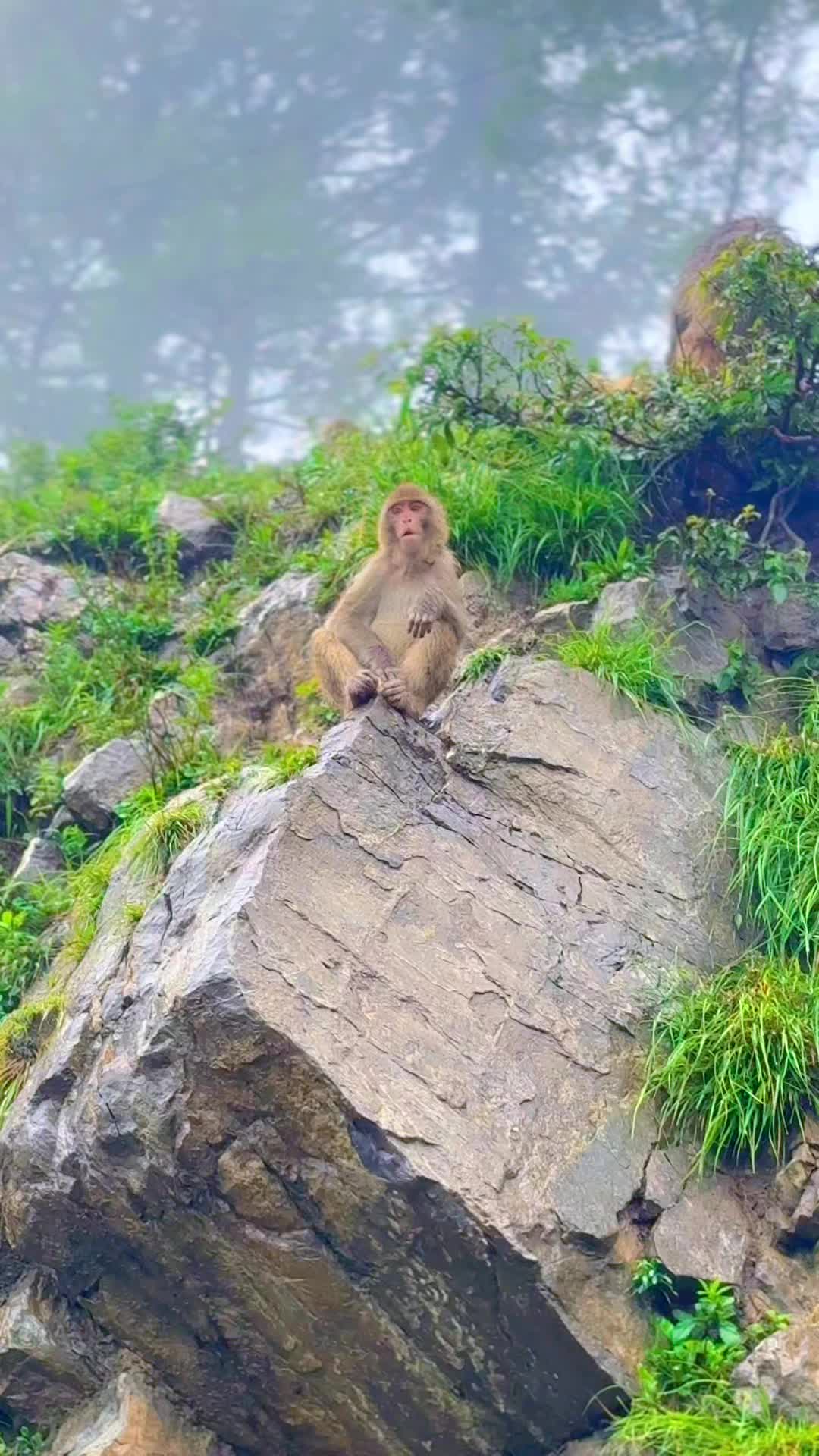 @شھبا ز کھوسہ