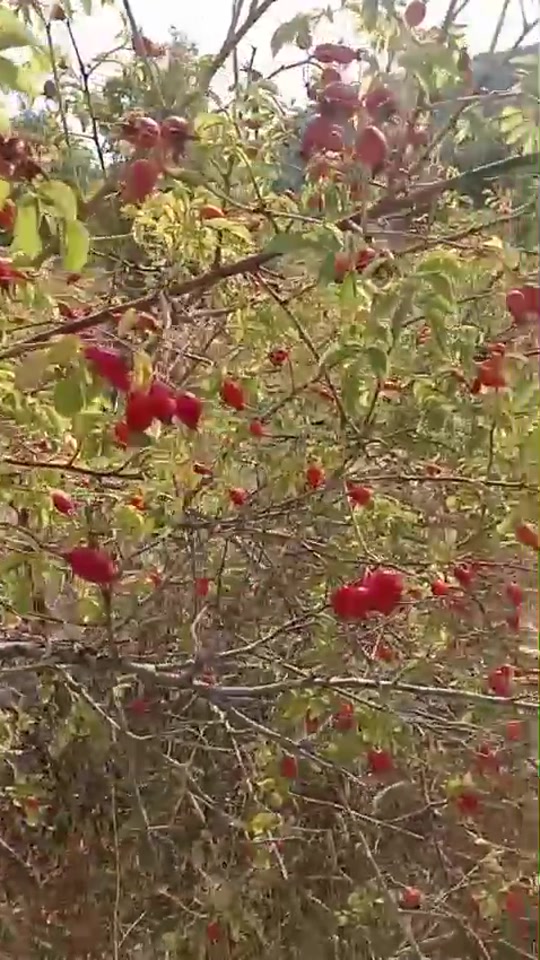 @🌼Çiçek🌼