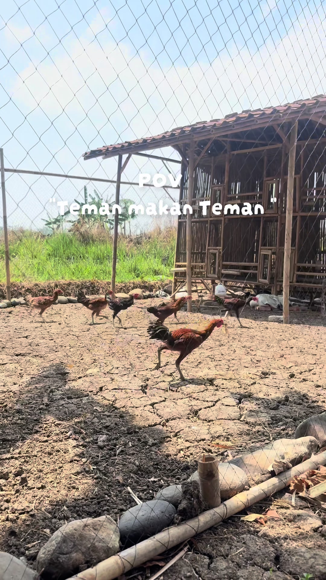 @genqibyratudesta