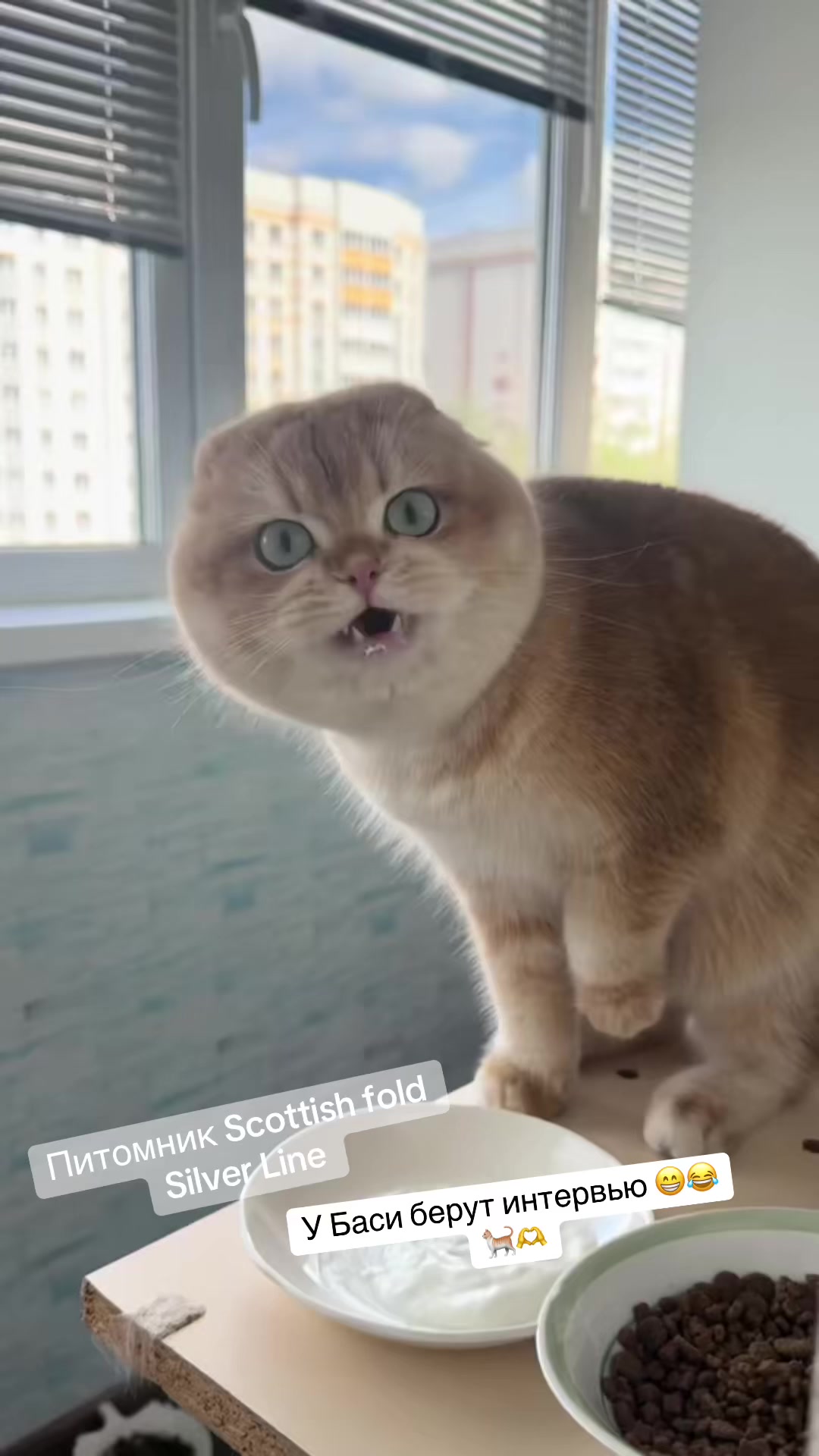 @swetlana_kittycat