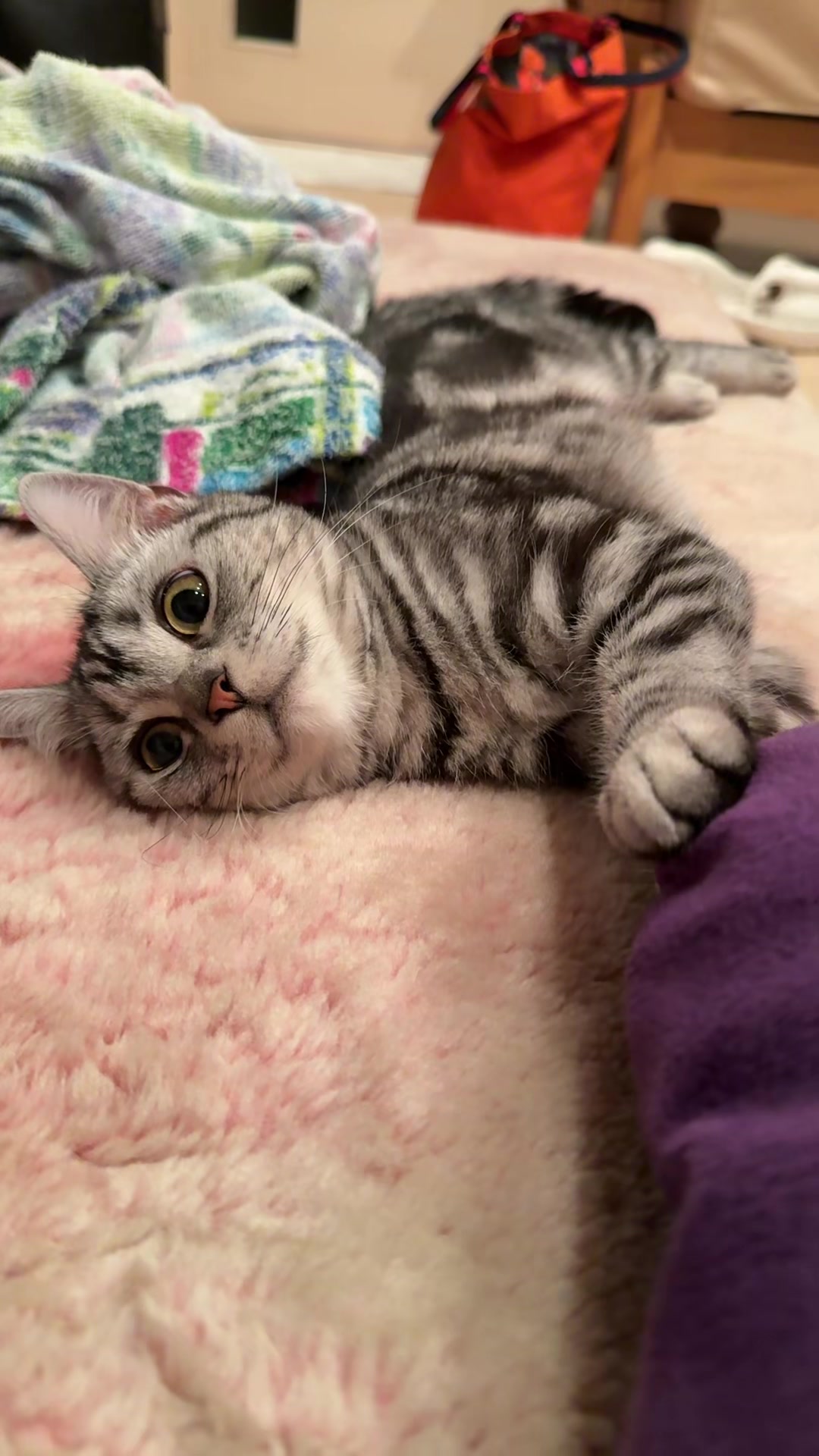 @パンダコンダ