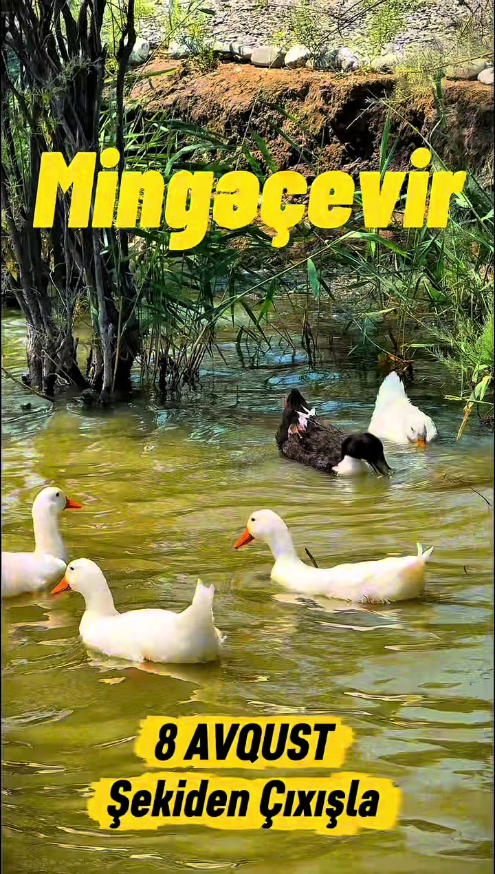 @Mingeçevir Atları