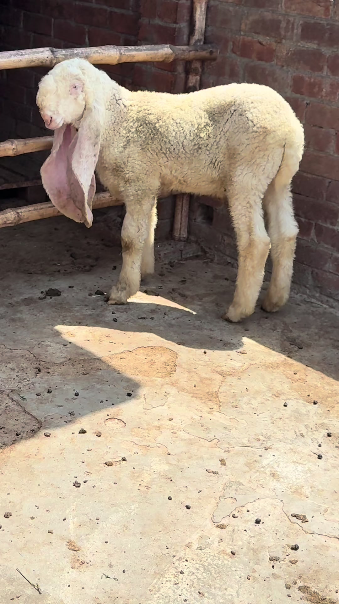 @Shiraz livestock
