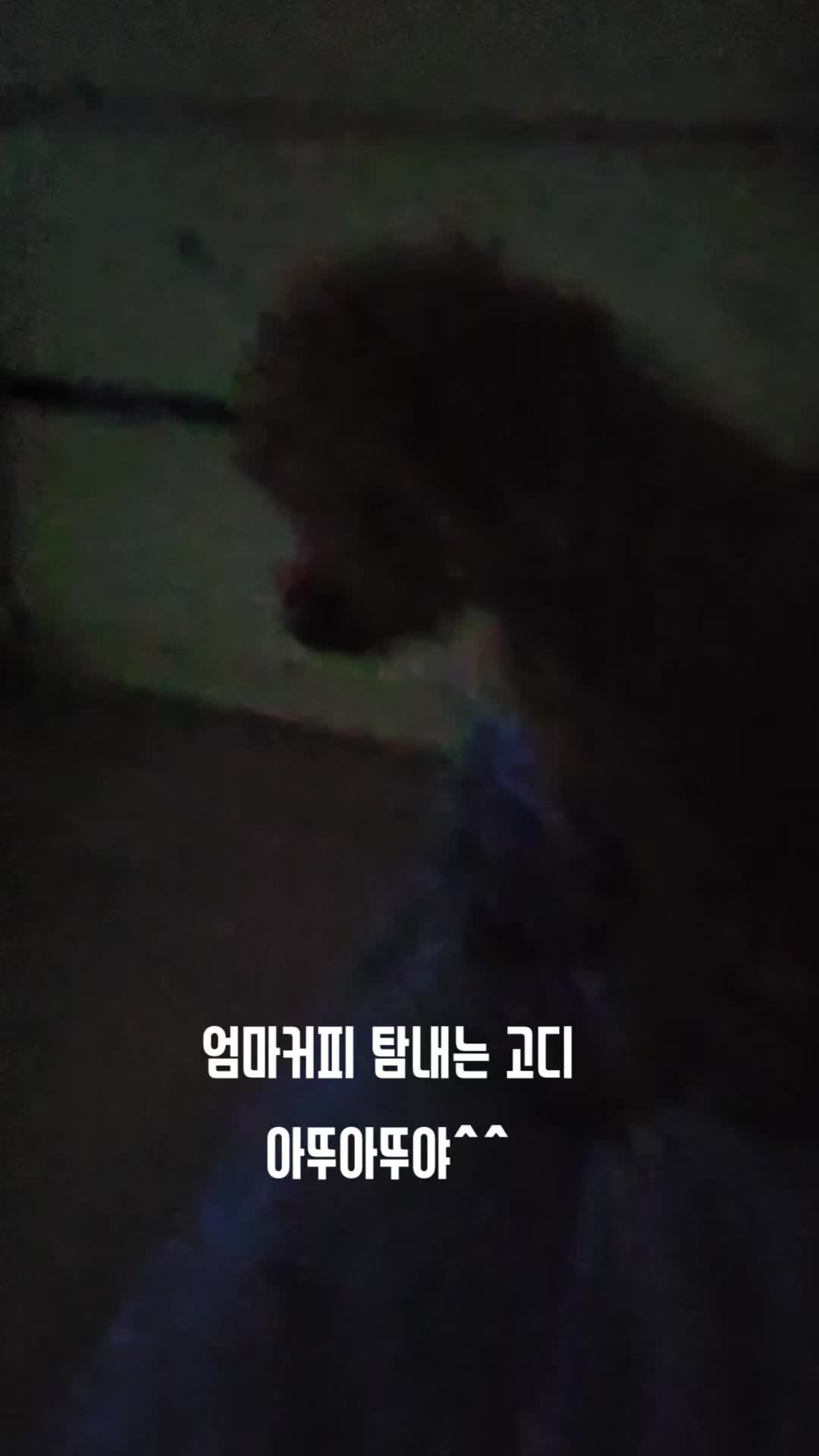 @고디 에미 요요♡