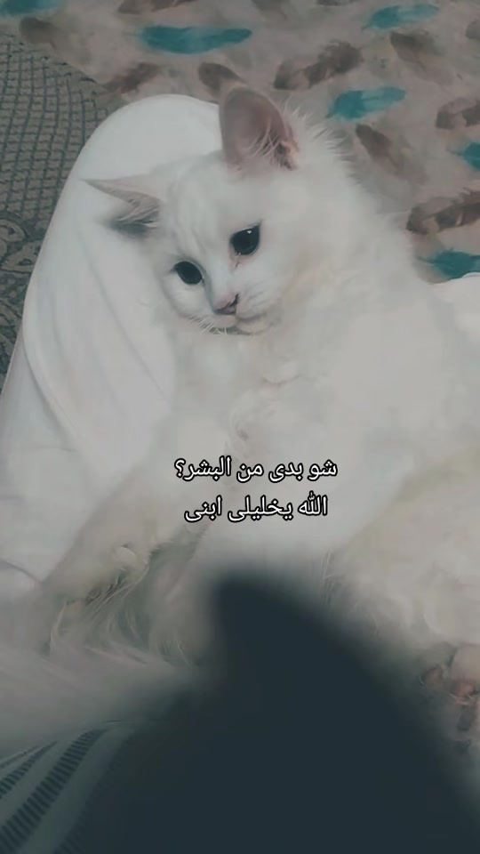 @Farah Mohamed ♥️