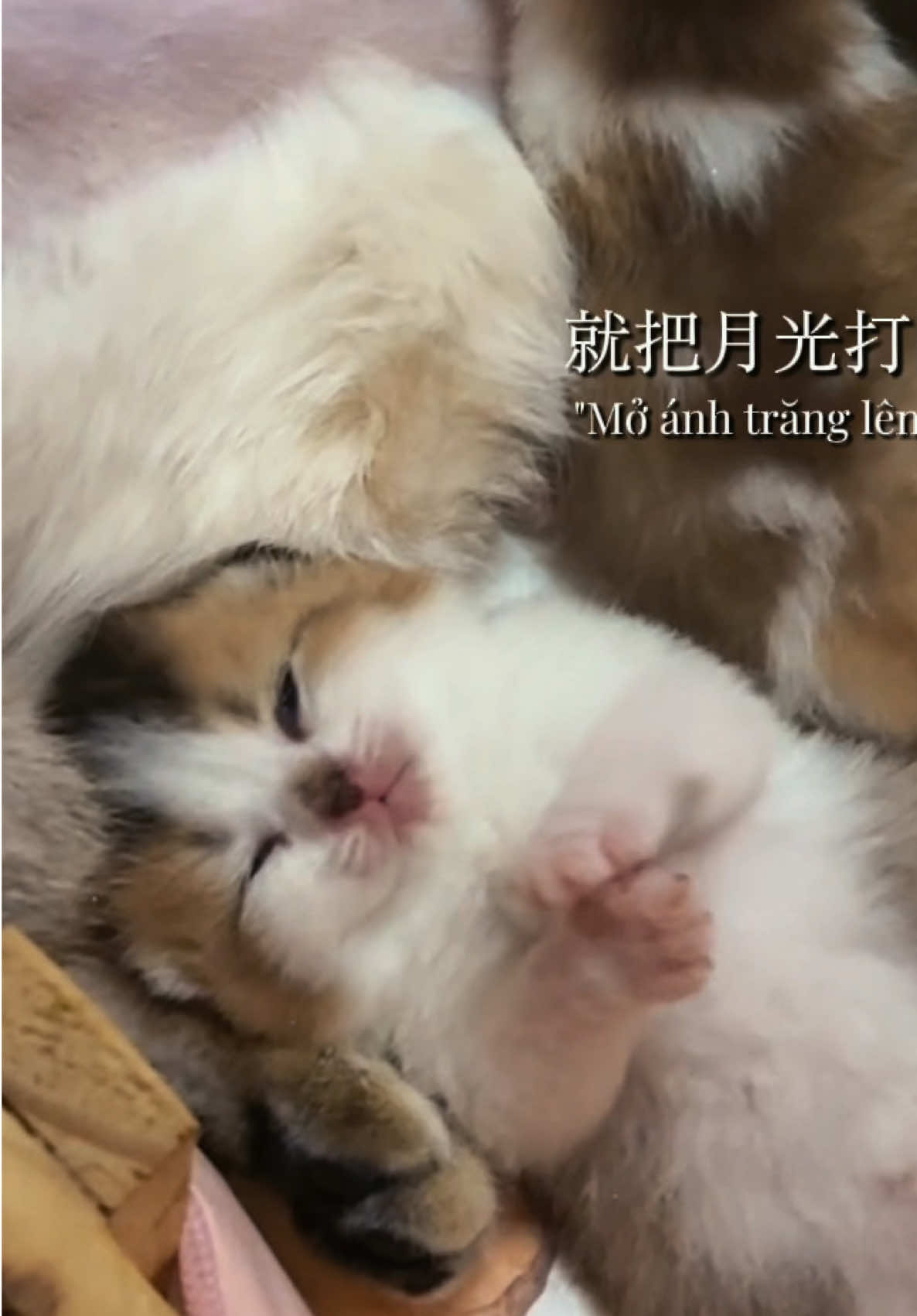 @1ch&oacute;6meow