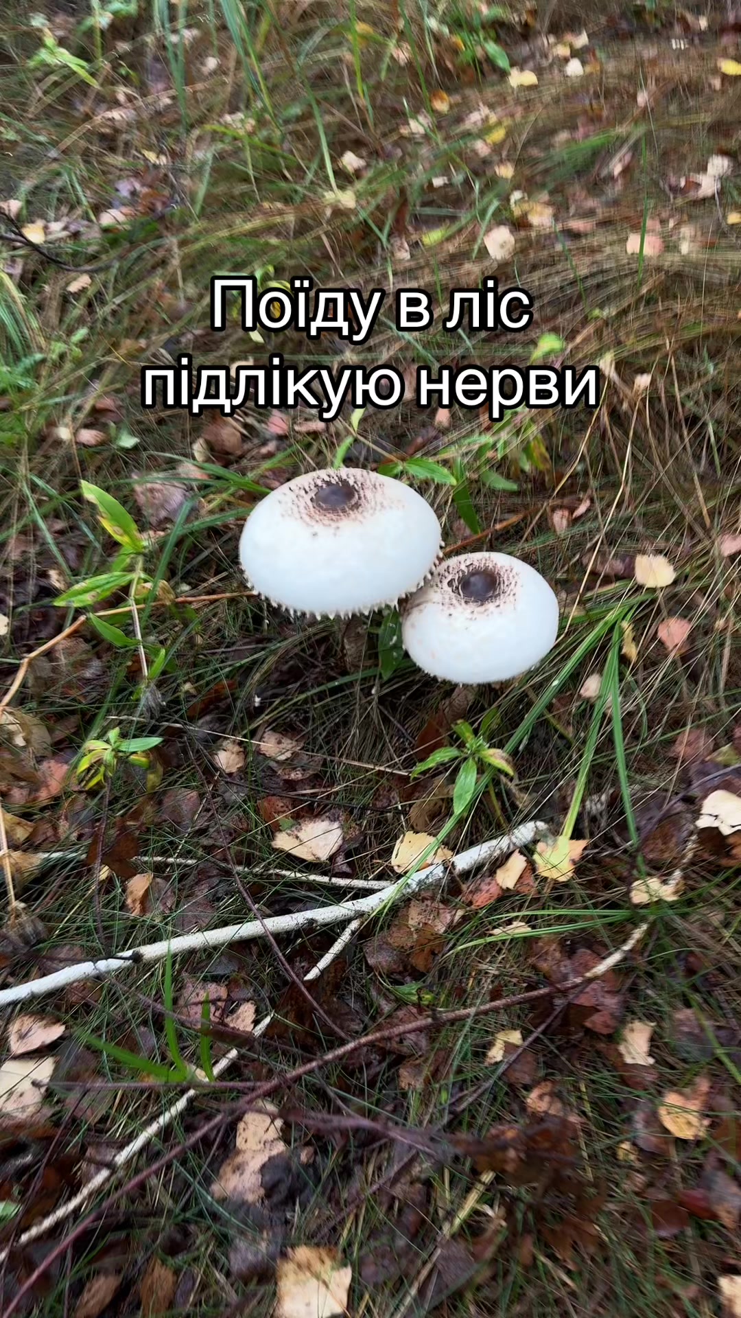 @Tasha