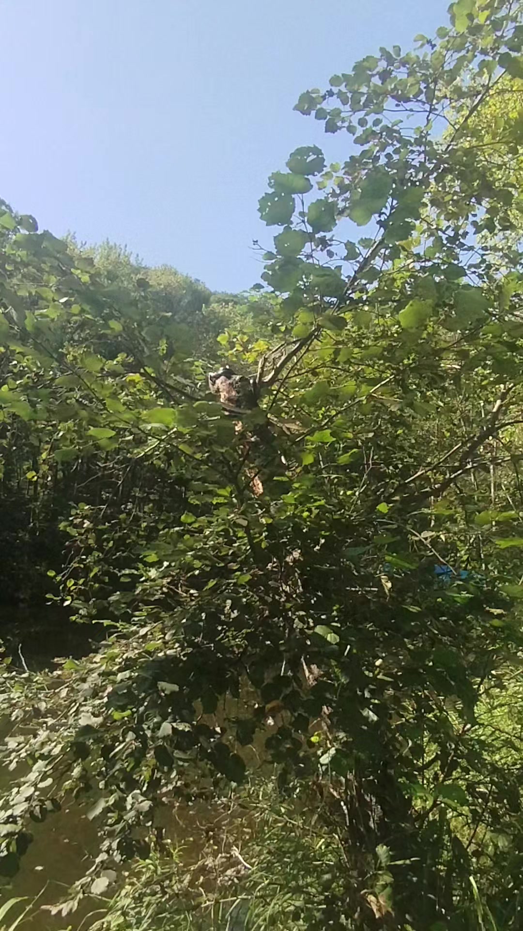 @Лиса