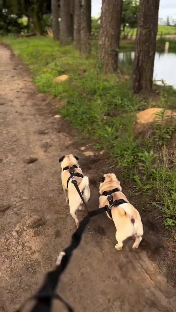 @pugSofyHarry