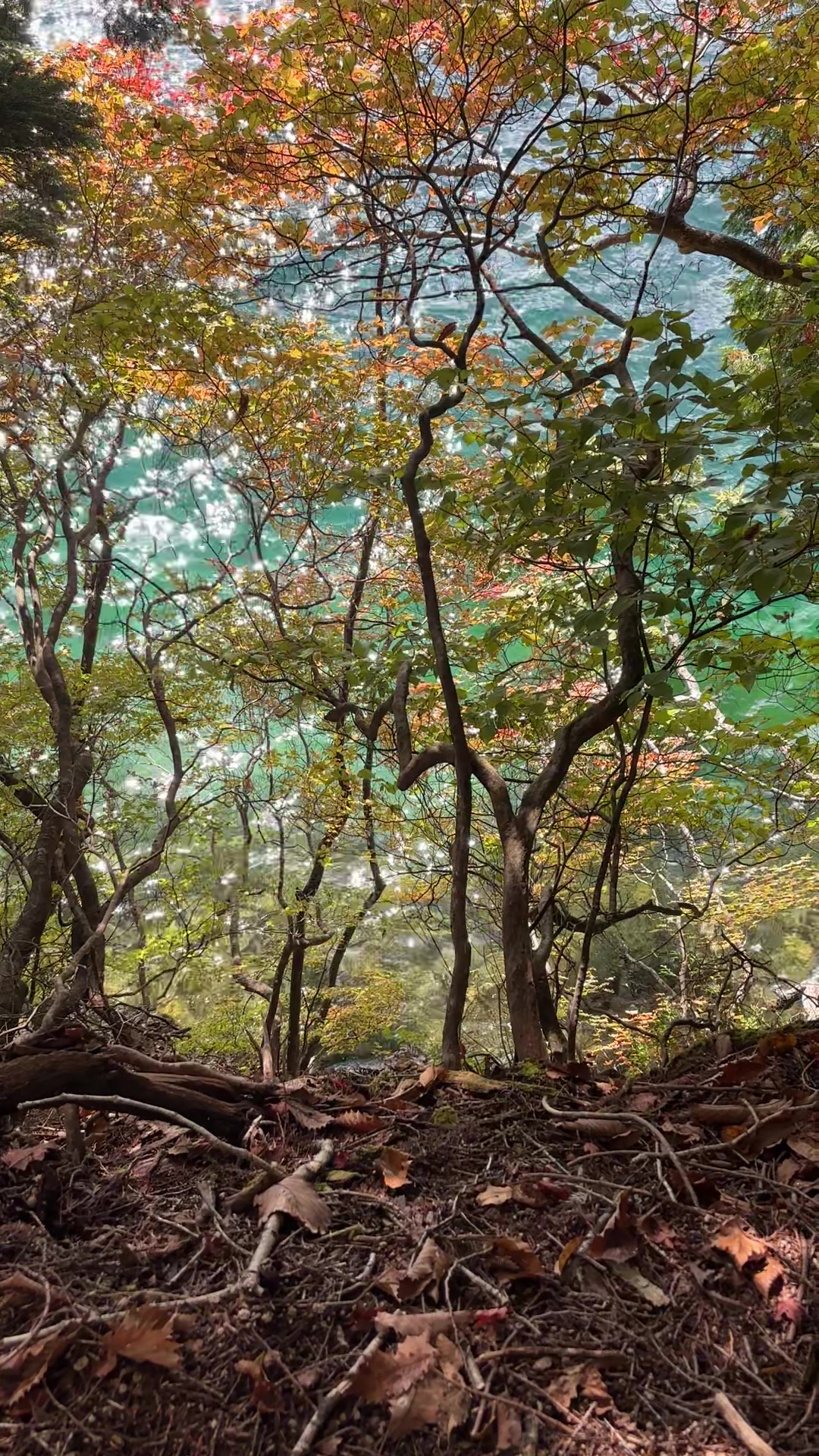 @YOHAKU.scenery