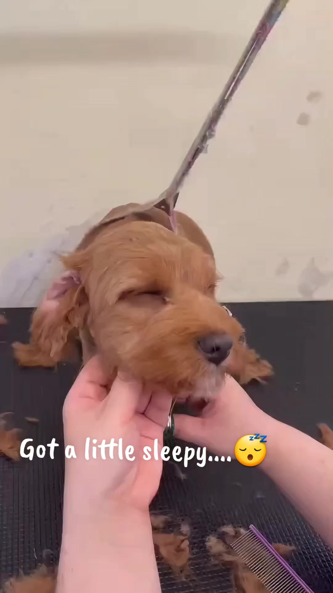 @Maru Maru Pet Services