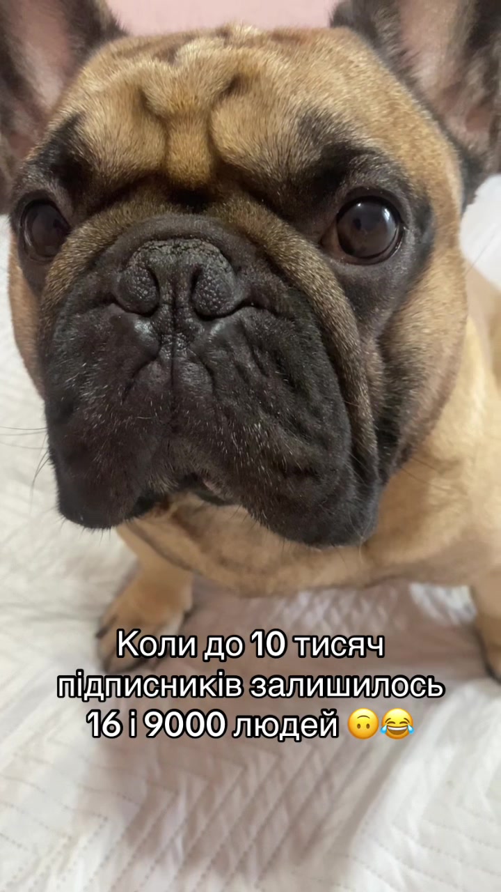 @_holly_bulls_