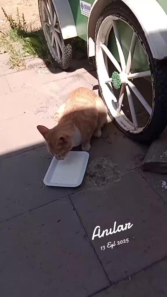 @Ali gül