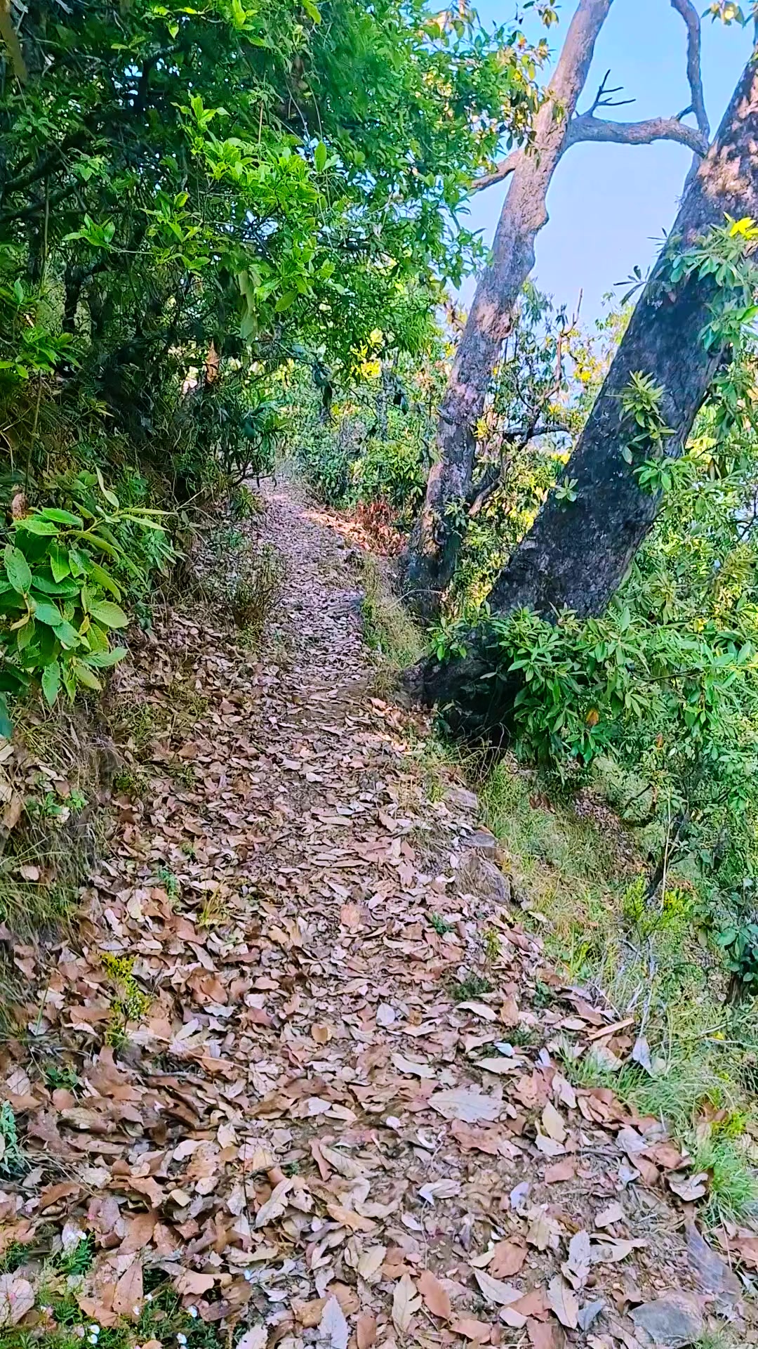 @kamal bohara appi