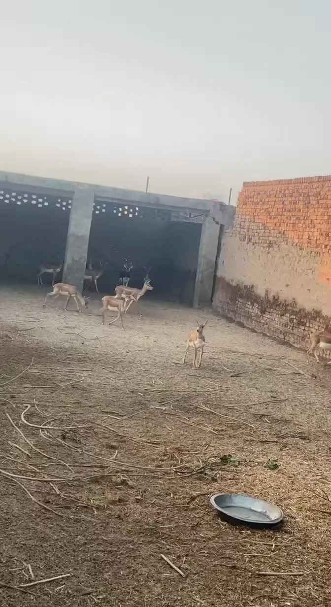 @Wildlife 🦌