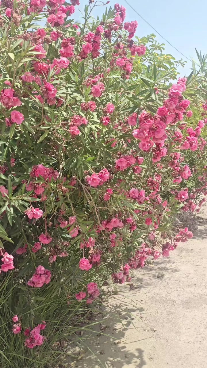 @توت