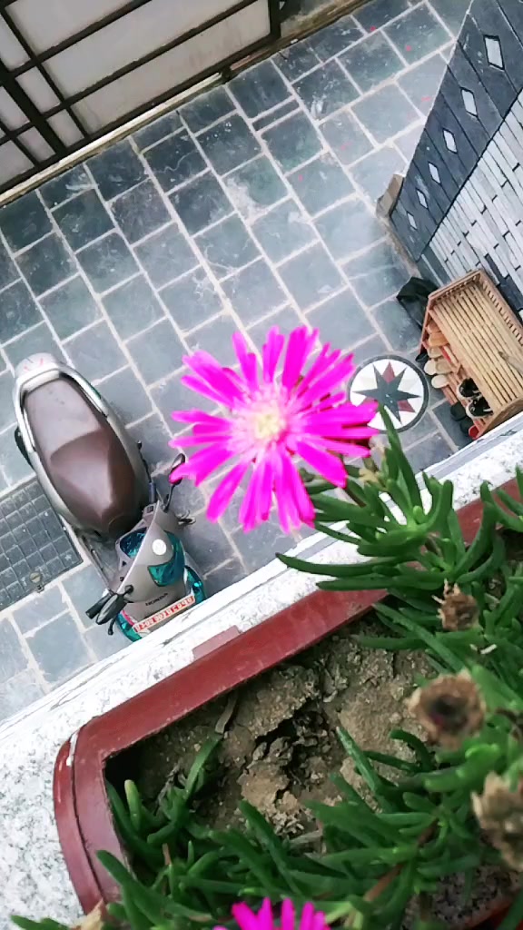 @Dipa Thapa Dipson