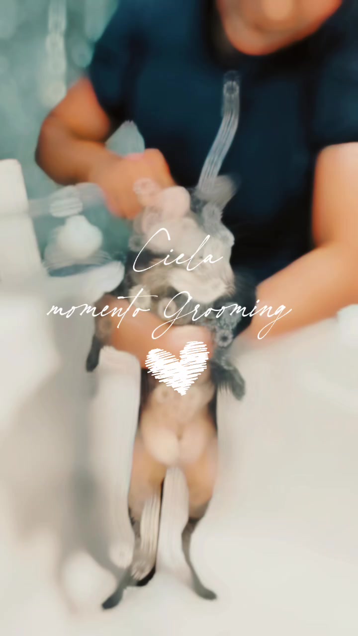 @Aura Canina (Spa & Grooming)