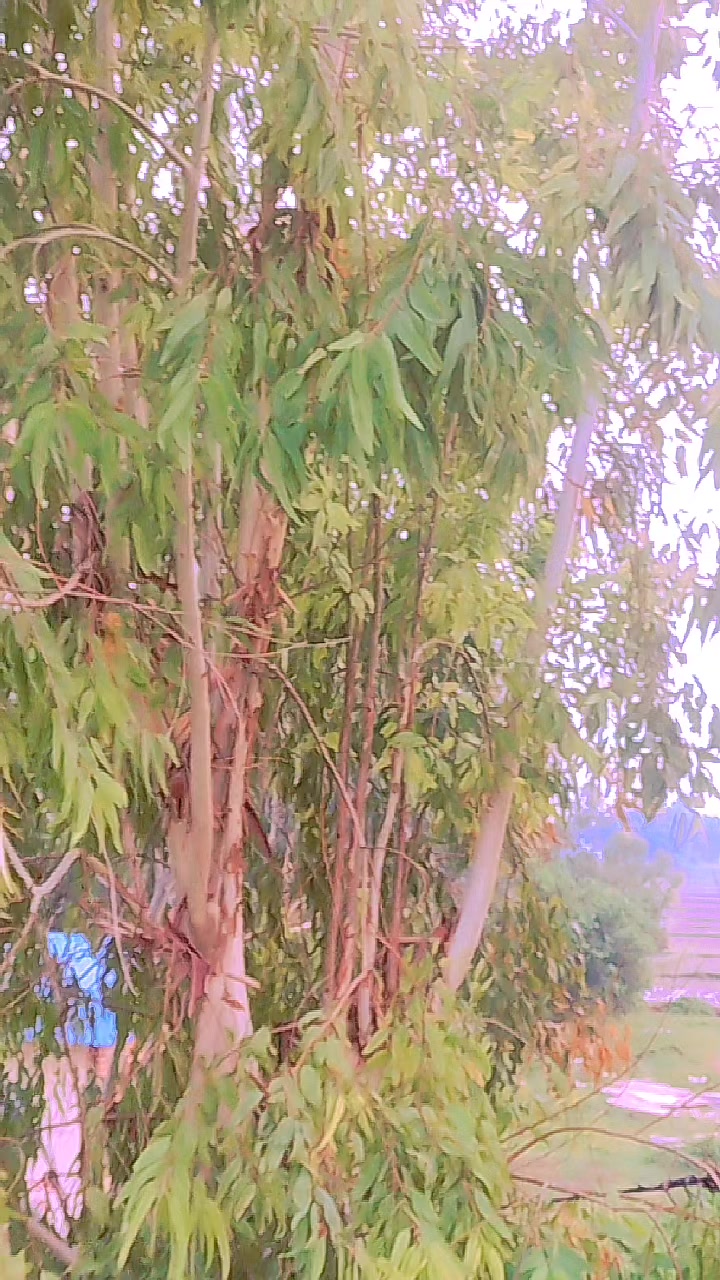 @🎤🎧️binodkumaryadav