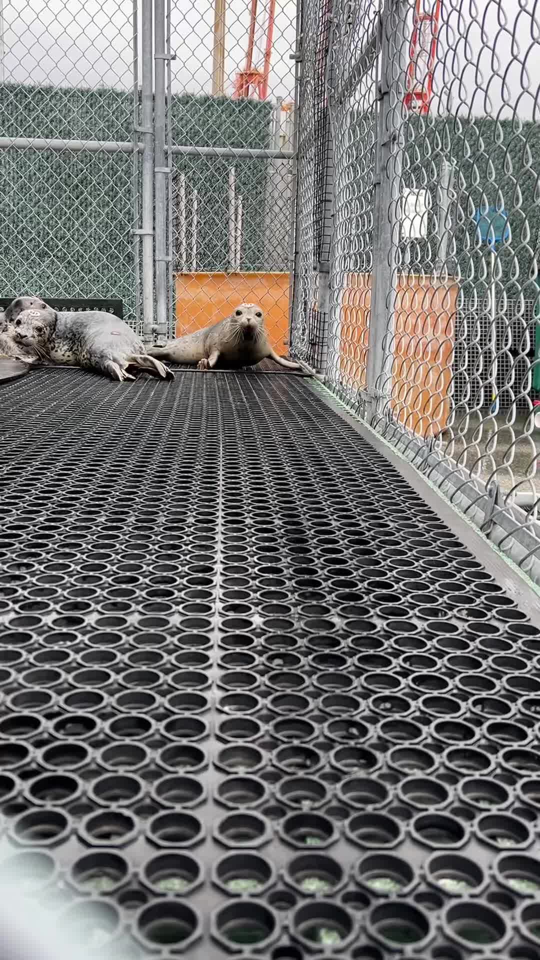 @Marine Mammal Rescue Society