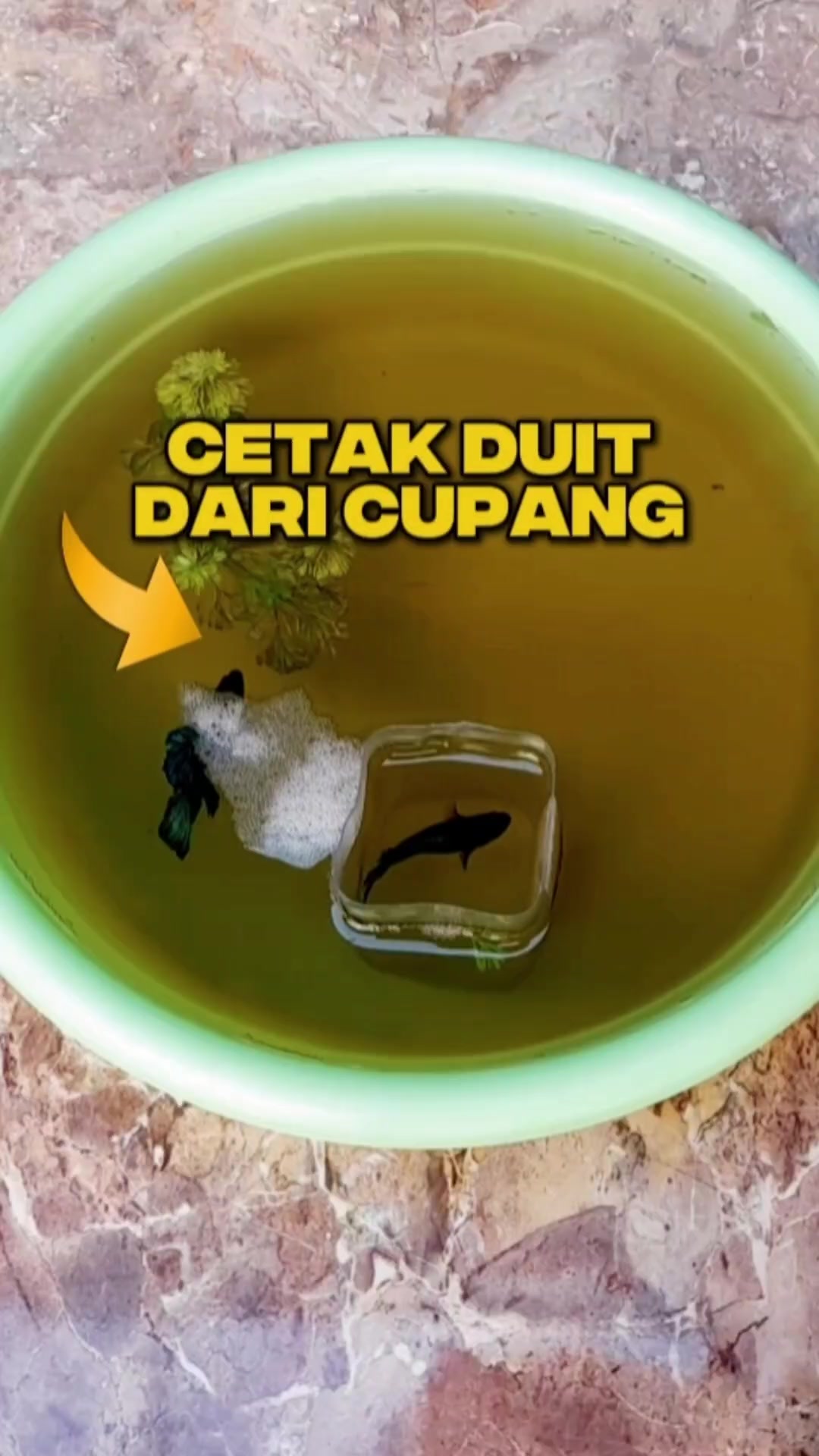 @Ardian Galih 🐜