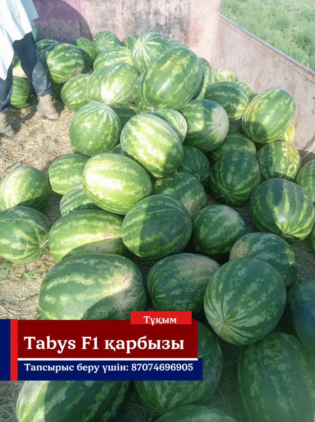 @Expert Agro Seeds