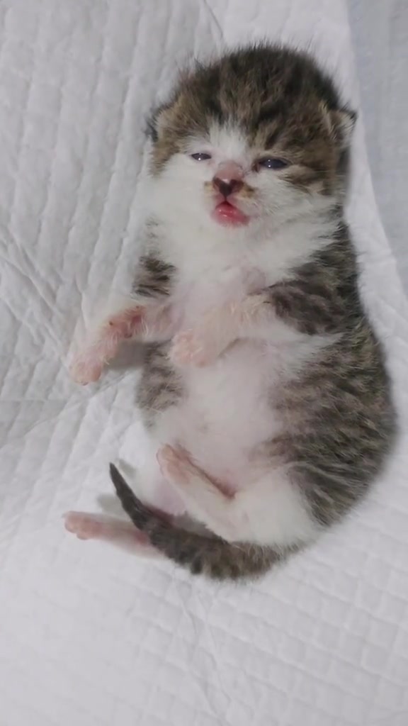 @catbosssss