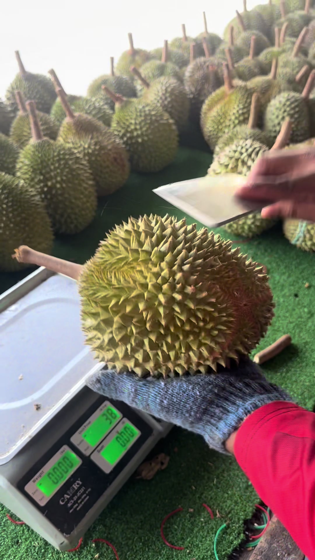 @Durian Batu 6
