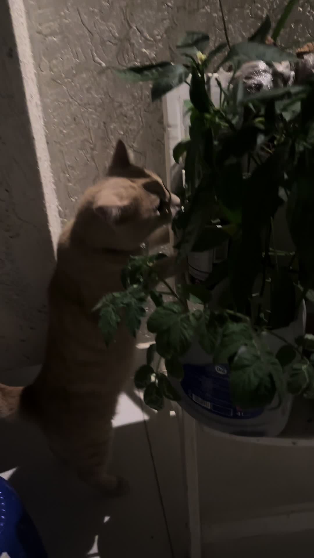 @Gandalf the Cat