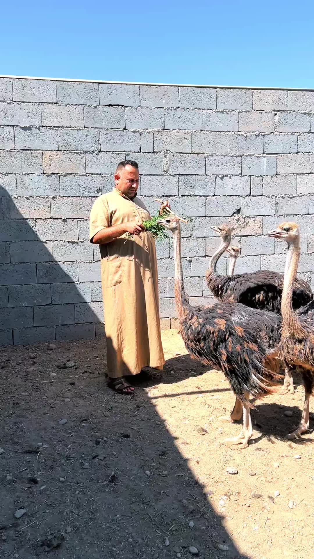 @ابوليره